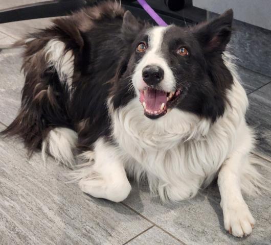  - Female - Border Collie