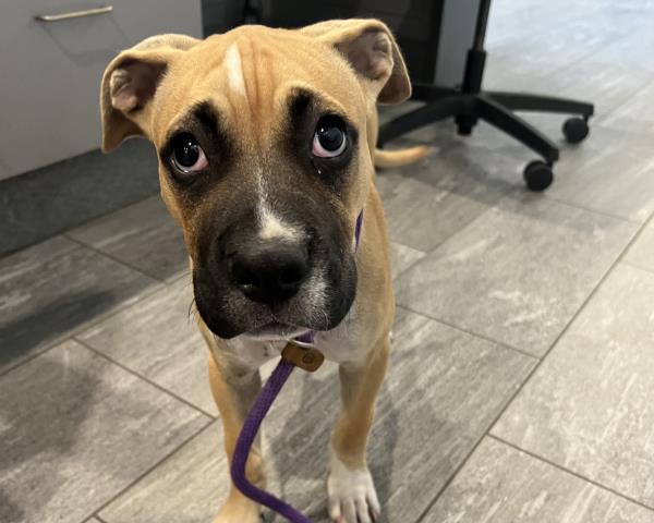  - Male - Boxer