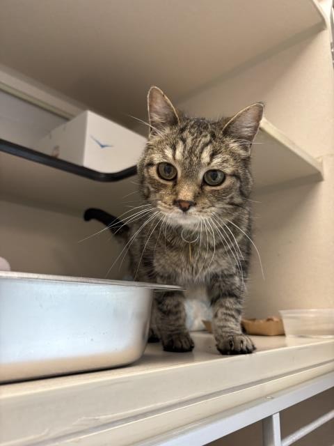  - Female - Domestic SH