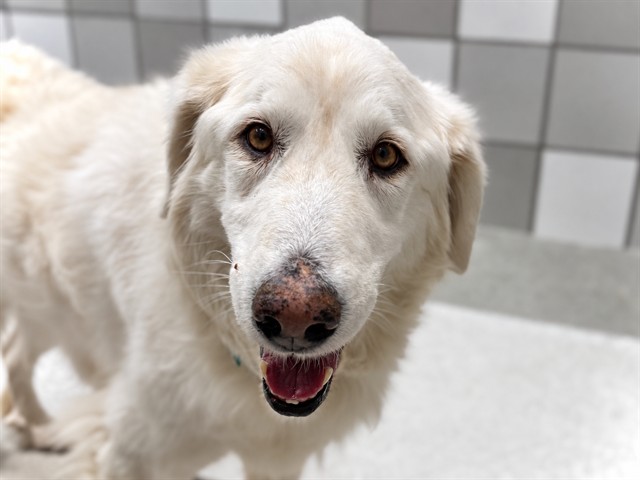 Buttercream - Female - Great Pyrenees-Mix