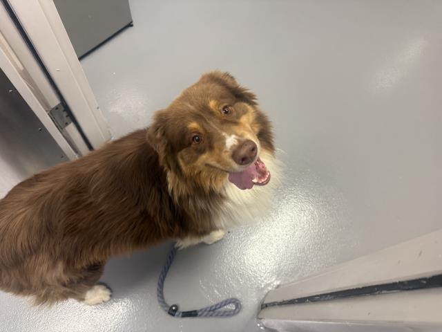 Maverick - Male - Australian Shepherd