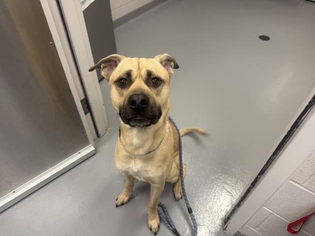 Pancake - Male - Nonspecific-Mix