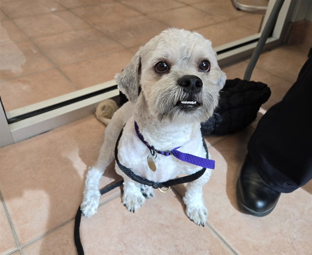 Pierre - Male - Miniature Poodle