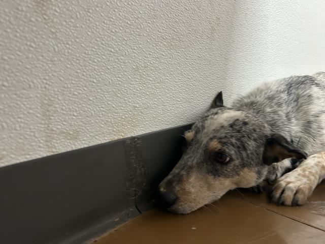 Tilly - Female - Australian Cattle Dog