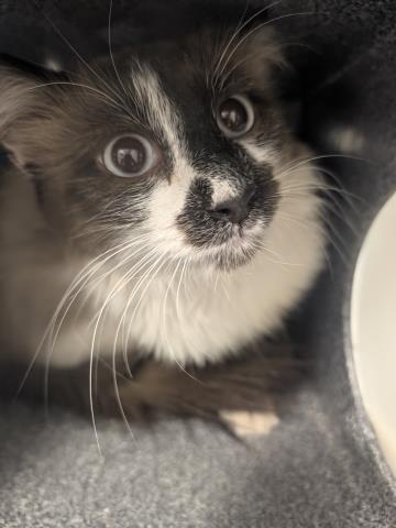Cheech - Male - Domestic MH