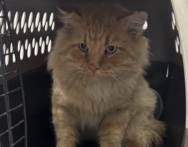 Chef Boyardee - Male - Domestic MH
