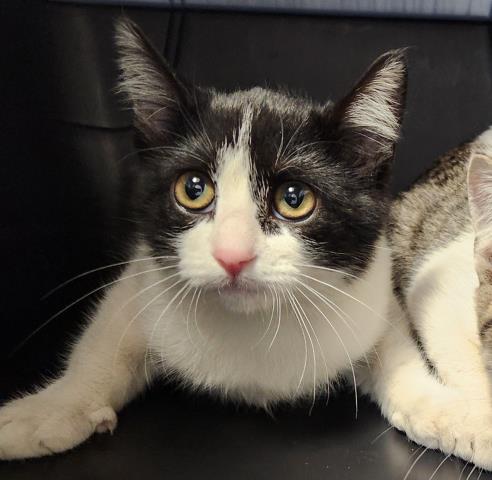 Batty - Female - Domestic SH