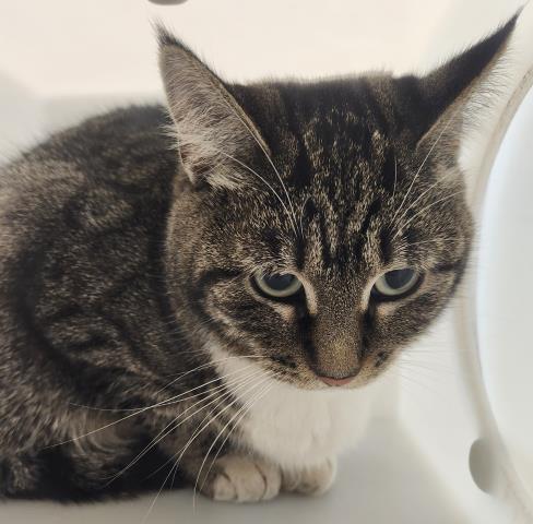 Minerva - Female - Domestic SH