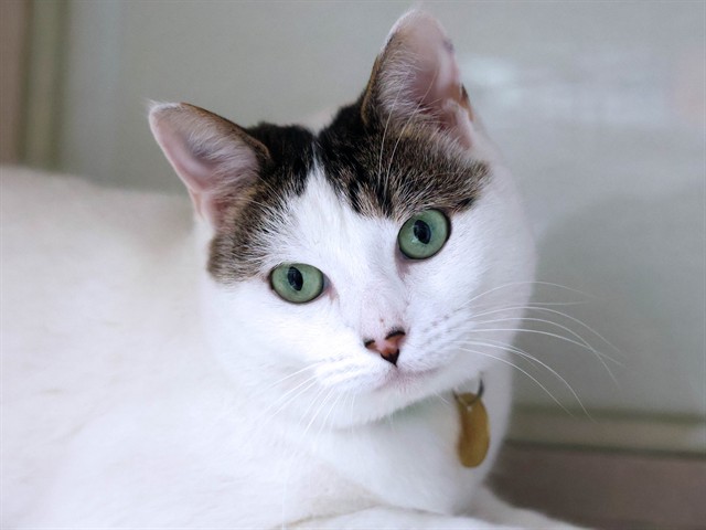 Hermione - Female - Domestic SH