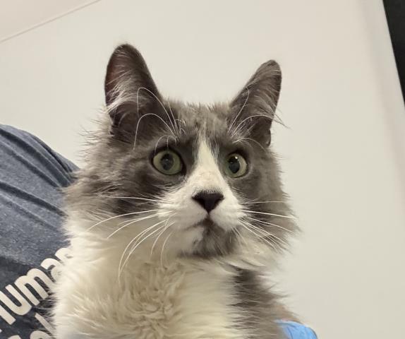 Dumbledore - Male - Domestic MH