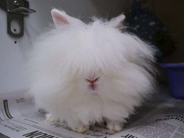 Simpson - Male - Lionhead-Dwarf