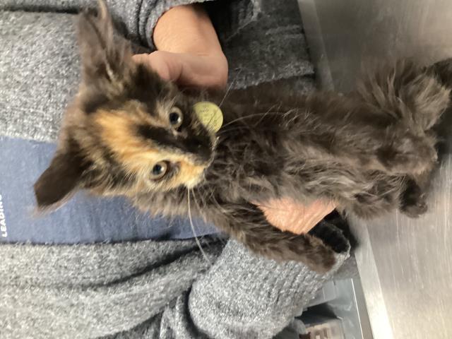  - Female - Domestic MH