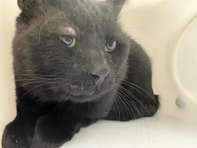 Stetson - Male - Domestic SH