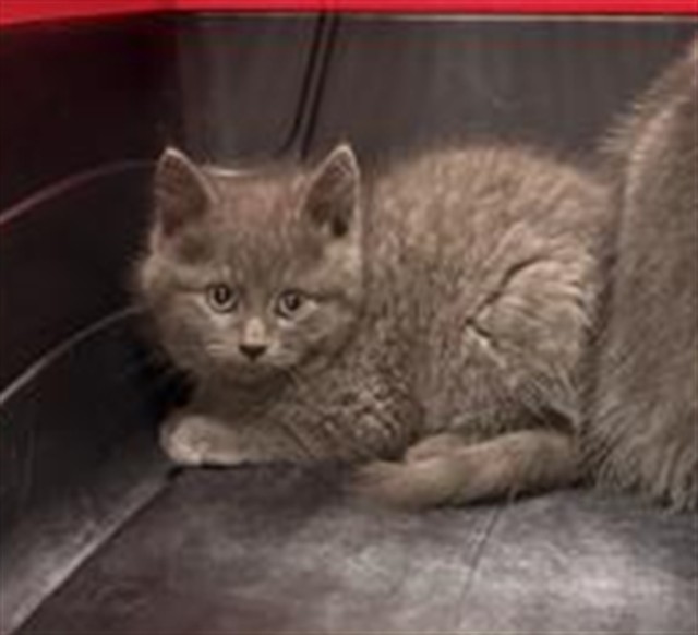  - Male - Domestic MH