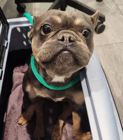 Wooble - Male - French Bulldog