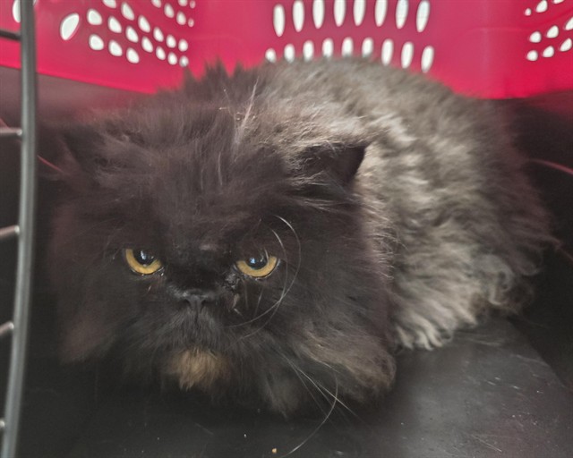 Ricky Lee - Male - Persian