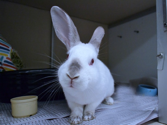 Big Dog - Female - Himalayan Rabbit