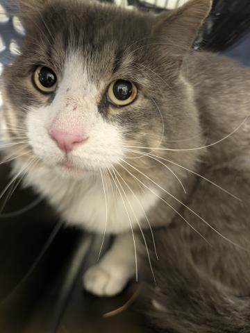  - Male - Domestic LH