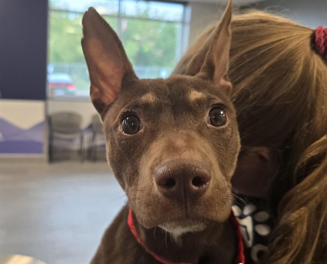 Ham - Male - Chihuahua-Mix