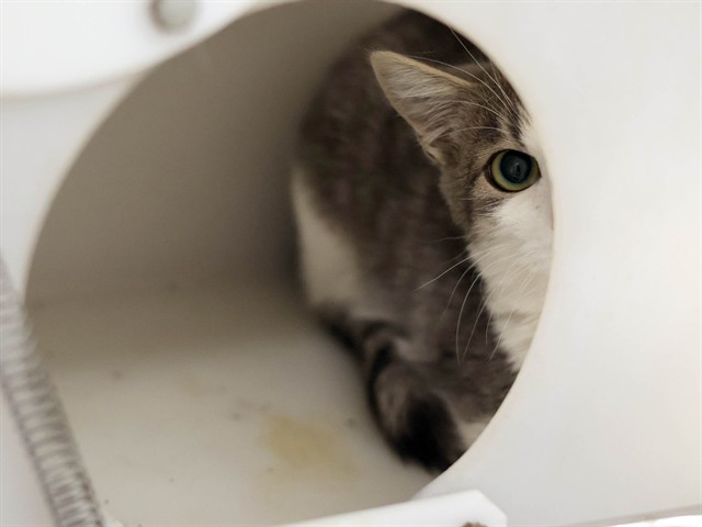 Buster - Male - Domestic SH