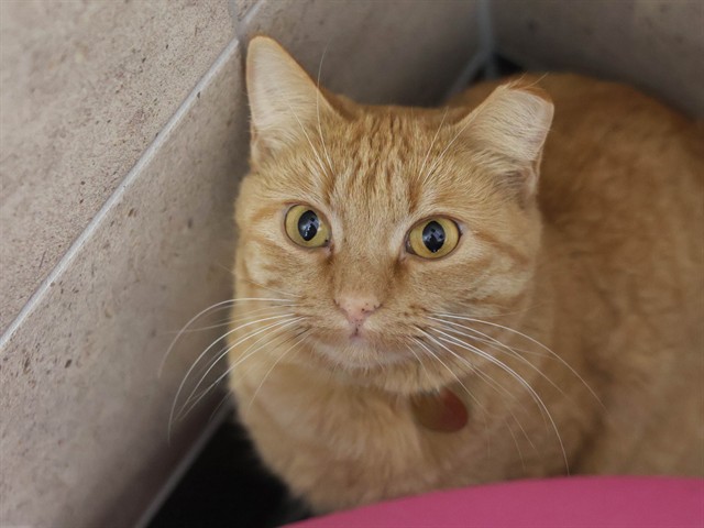 Purrsident - Female - Domestic SH