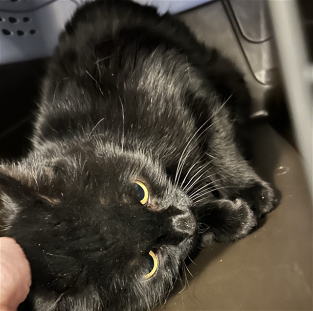 Meownis Tirith - Female - Domestic SH