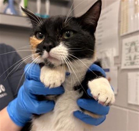 Diet Dr. Purrpurr - Female - Domestic SH