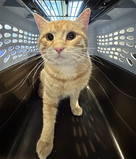 Bartles - Male - Domestic SH