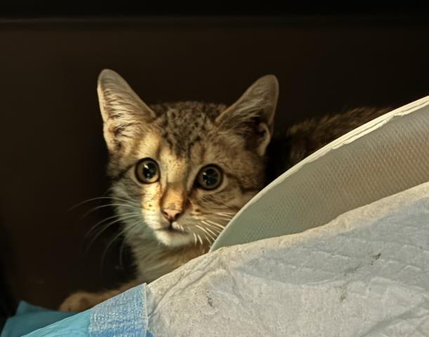 Cashmere - Unknown - Domestic SH