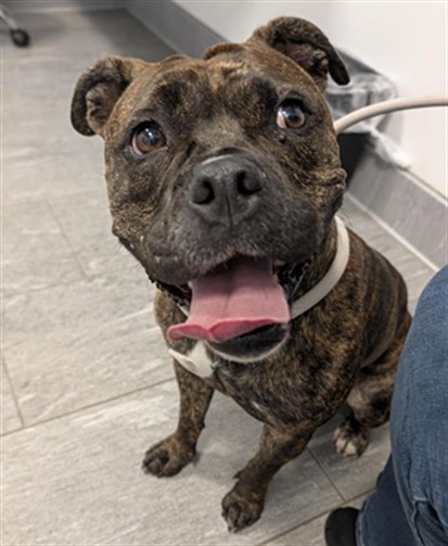  - Female - Pit Bull