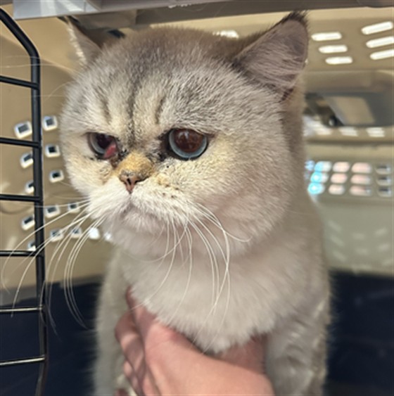 Queen Anne - Female - British Shorthair