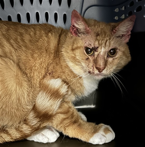 Odysseus - Male - Domestic SH
