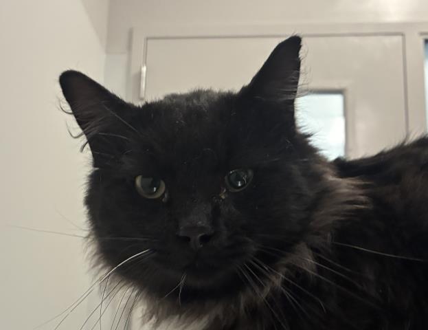  - Male - Domestic LH