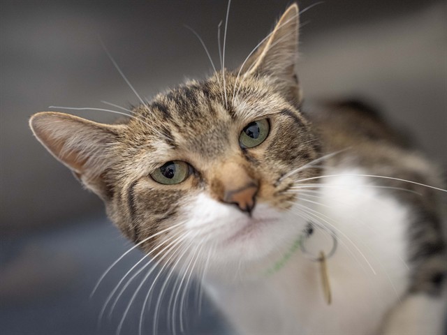 Pea Pod - Female - Domestic SH