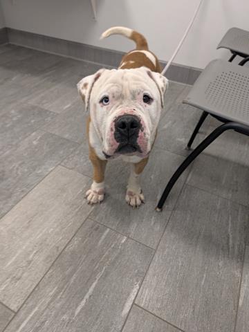 Gus - Male - Pit Bull