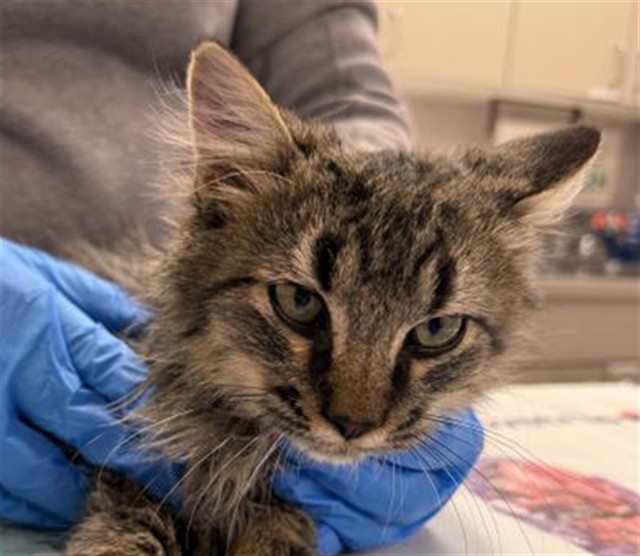 Melon - Male - Domestic LH
