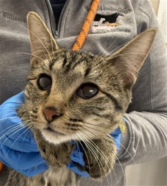 Mattie - Female - Domestic SH