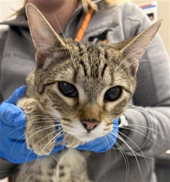 Punky - Male - Domestic SH