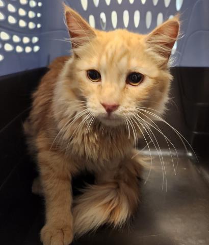 Shakira - Female - Domestic MH