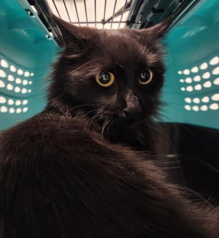 Mon Cherre - Female - Domestic LH