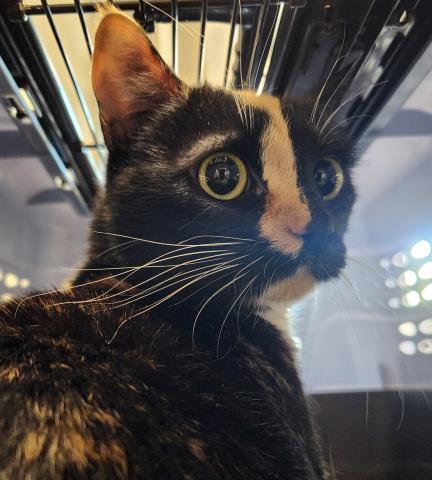 Poppy - Female - Domestic SH