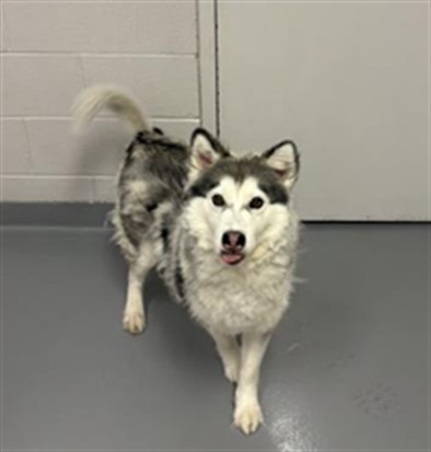 Dani - Female - Siberian Husky