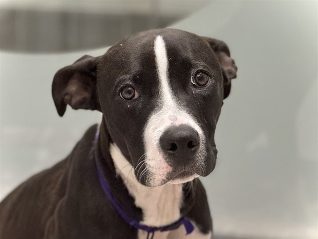 Styx - Male - Pit Bull