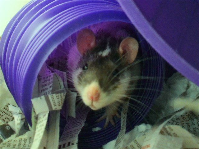  - Male - Rat