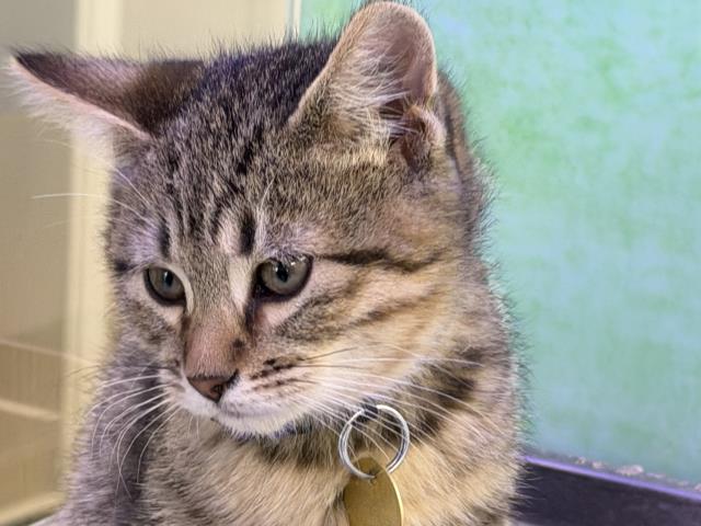 Cyrano - Male - Domestic SH