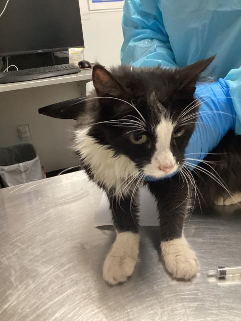  - Female - Domestic MH