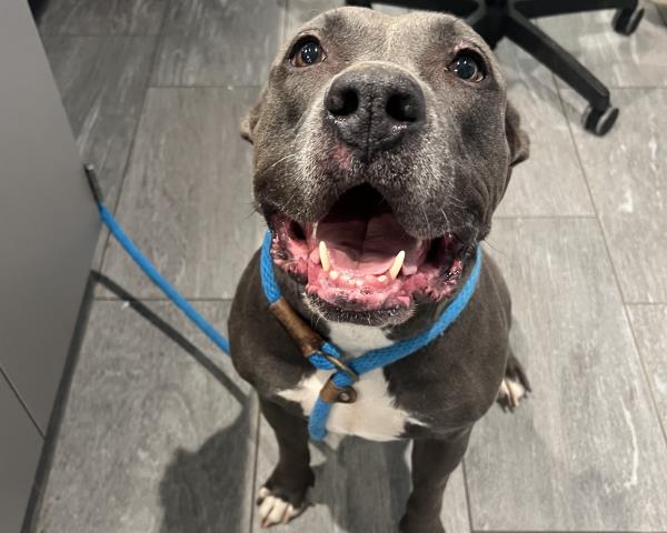 Callea - Female - Pit Bull