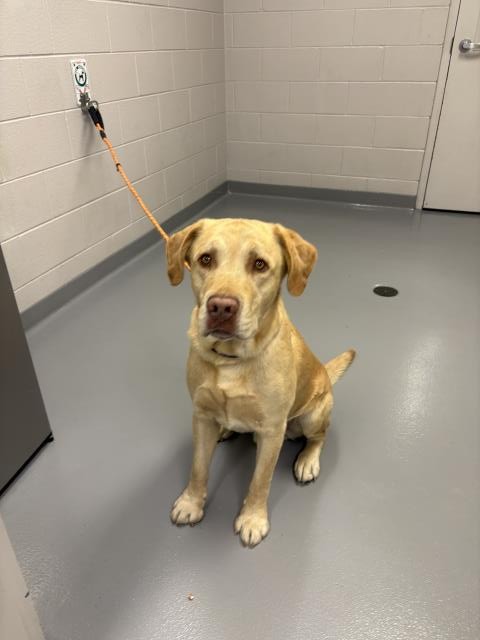 Finn - Male - Labrador Retriever
