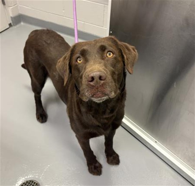 Ginger - Female - Labrador Retriever
