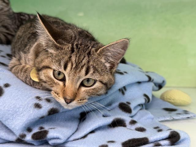 Tommy Pickles - Male - Domestic SH